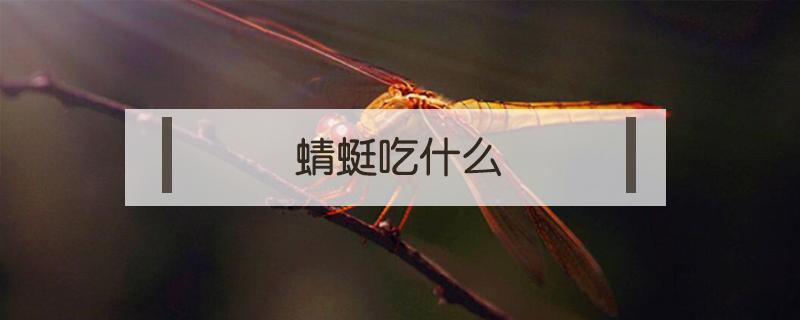 蜻蜓吃什么 蜻蜓吃什么东西