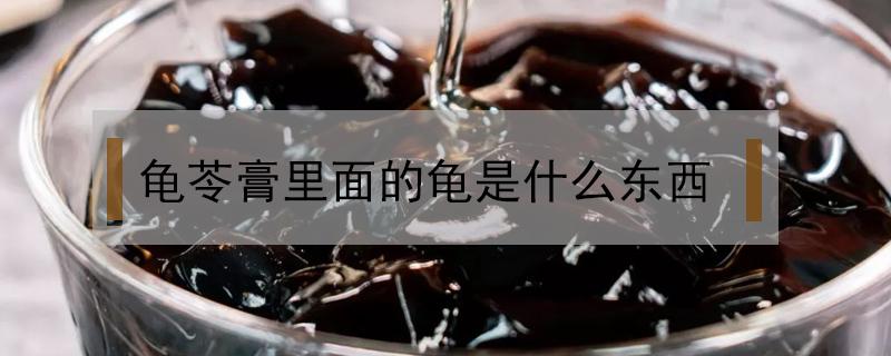 龟苓膏里面的龟是什么东西（龟苓膏里的龟是啥）