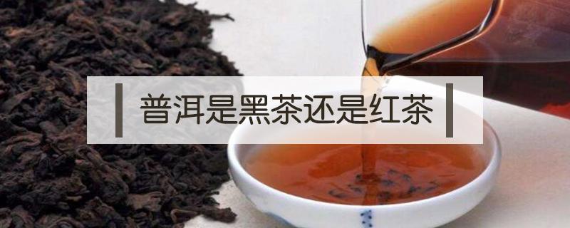 普洱是黑茶还是红茶 普洱是什么茶是红茶还是黑茶