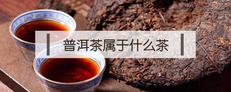 普洱茶属于什么茶（普洱茶属于什么茶类是红茶还是绿茶）