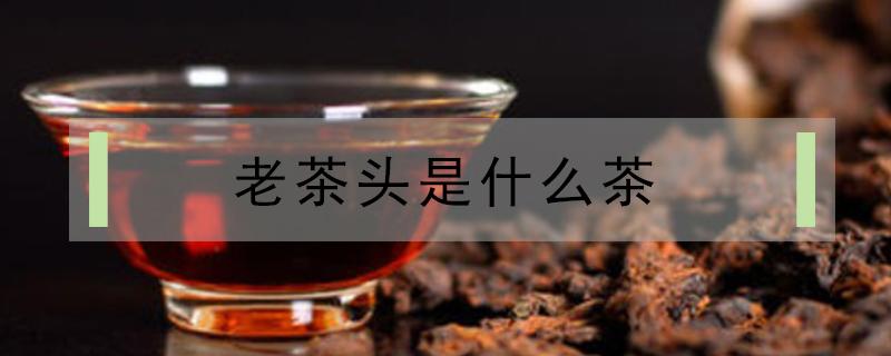 老茶头是什么茶 冰岛老茶头是什么茶