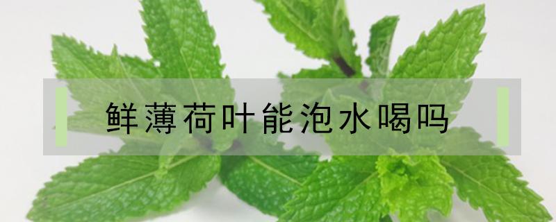 鲜薄荷叶能泡水喝吗（新鲜薄荷叶能泡水喝吗）