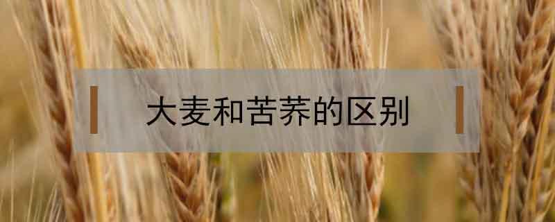 大麦和苦荞的区别 大麦和苦荞麦的区别