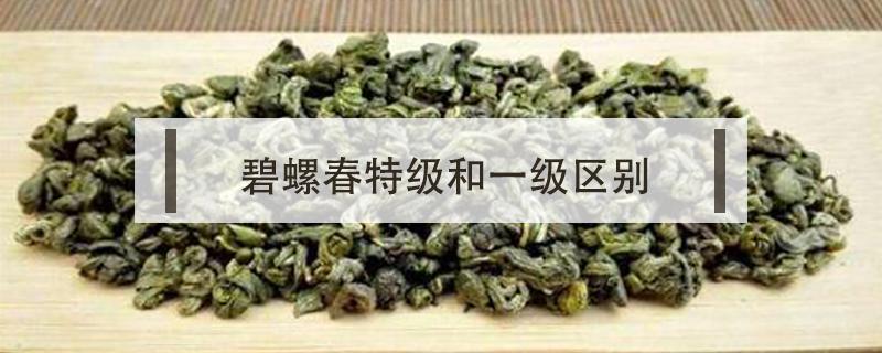 碧螺春特级和一级区别 碧螺春一级好还是特级好