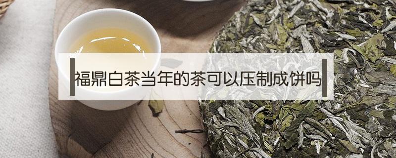 福鼎白茶当年的茶可以压制成饼吗（福鼎白茶做旧茶）