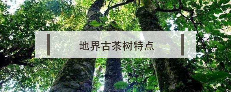 地界古树茶特点