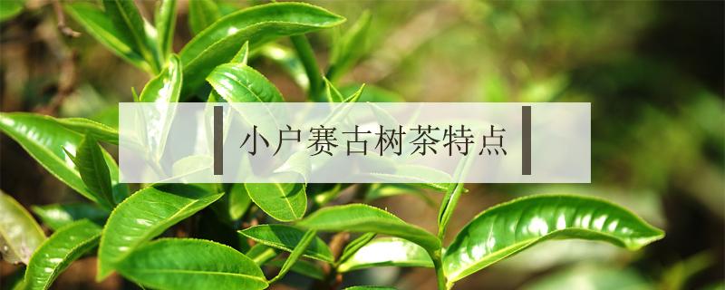 小户赛古树茶特点 小户赛古树白茶