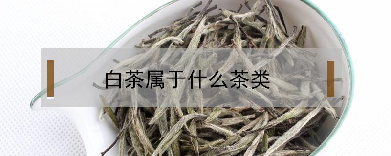 白茶属于什么茶类