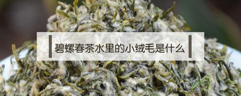 碧螺春茶水里的小绒毛是什么（碧螺春茶水里的小绒毛可以喝吗）