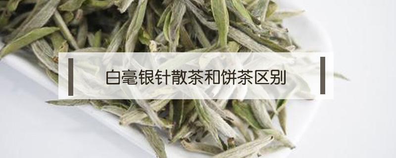 白毫银针散茶和饼茶区别