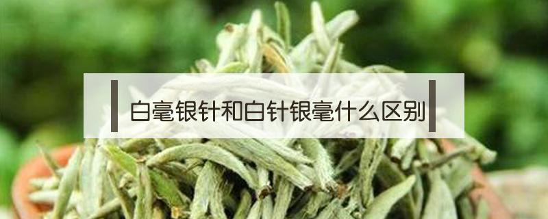 白毫银针和白针银毫什么区别 白毫银针和米针的区别