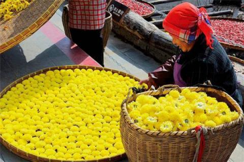 野菊花能直接泡水喝吗