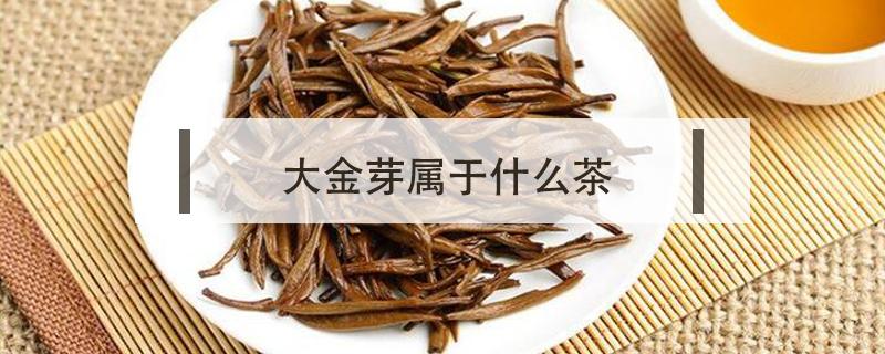 大金芽属于什么茶 大金芽属于什么茶叶