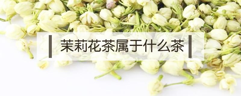 茉莉花茶属于什么茶（茉莉花茶属于寒性还是温性）