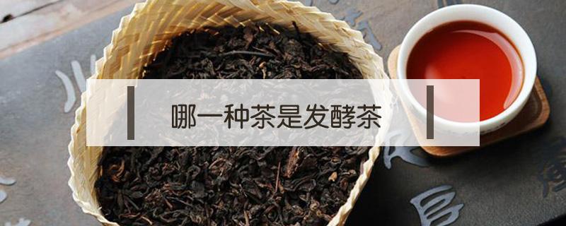 哪一种茶是发酵茶（哪一种属于发酵茶）