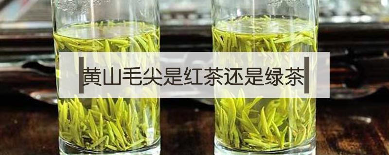 黄山毛尖是红茶还是绿茶（黄山毛峰是绿茶还是红茶）