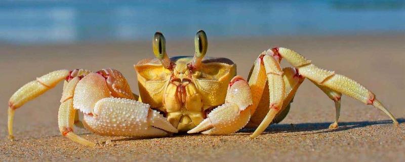 螃蟹黄苦还能吃吗 螃蟹黄苦还能吃吗怎么吃