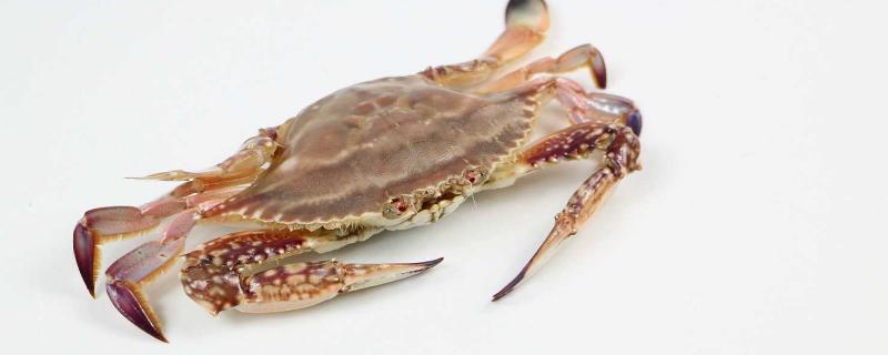 海蟹河蟹哪个嘌呤高（河蟹是高嘌呤食物吗）