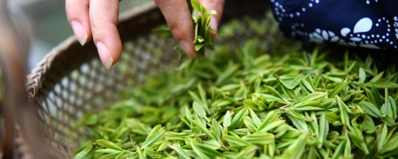 去火喝什么茶最好（祛湿去火喝什么茶最好）