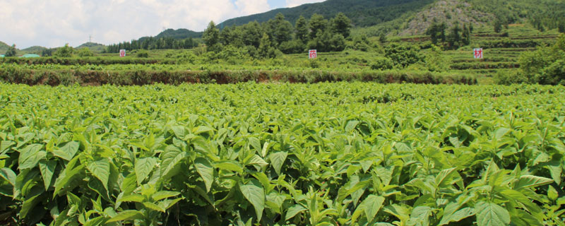 山区适合种植什么药材 山区种植什么药材好