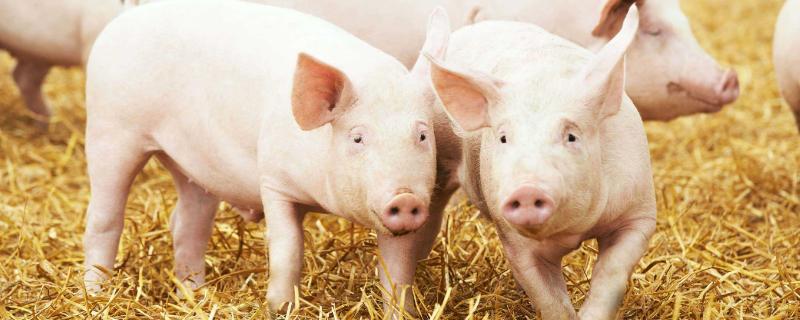 为什么都养猪不养牛，附优劣势分析 养猪为什么不好