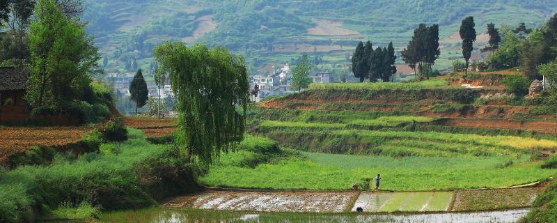 农村特色种植项目 农村特色种植项目申请程序