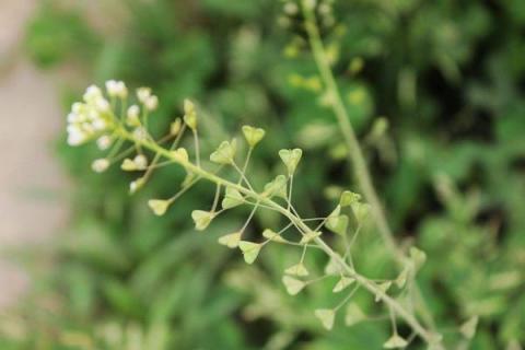 荠菜种植亩产量多少斤 荠菜种植市场前景与效益分析