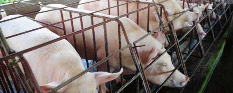 哈萨克斯坦为什么允许养猪 哈萨克斯坦养猪业