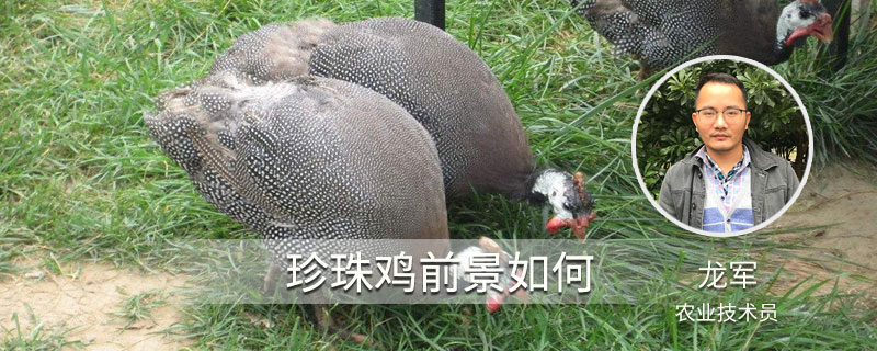 珍珠鸡前景如何