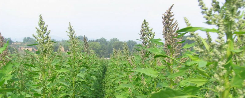 藜麦的种植效益怎么样 藜麦的种植前景