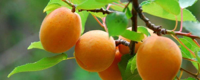 优质杏树品种有哪些，高产是关键 优质杏树品种有哪些,高产是关键品种吗