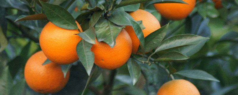 脐橙的种类（脐橙的种类分为哪几种）