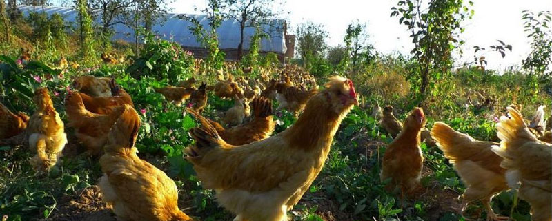 北京油鸡为什么没人养 北京油鸡的养殖技术
