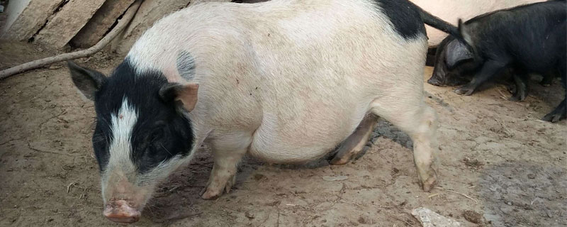 母猪养殖技术 太湖母猪养殖技术