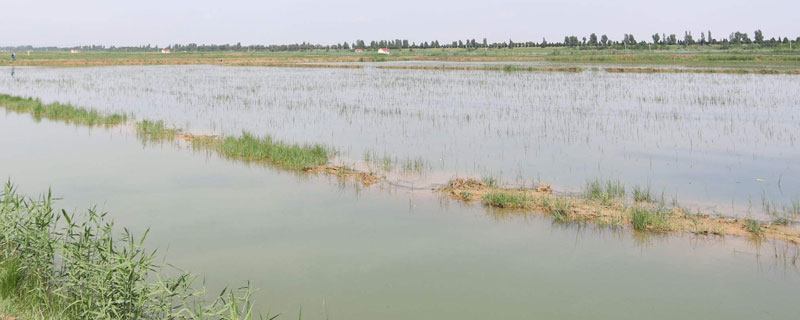 淡水虾的养殖技术 淡水虾的养殖技术视频