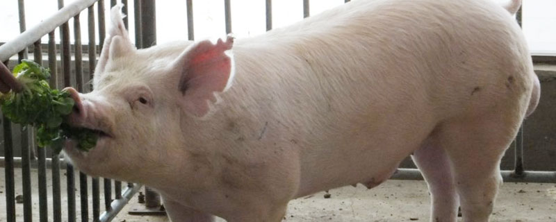 大约克公猪能长多重 大约克公猪多大可以配种