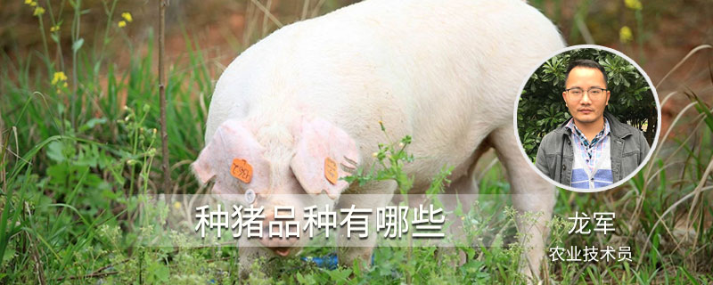 种猪品种有哪些
