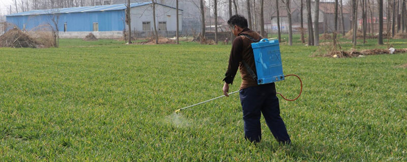 麦子除草剂什么时候打