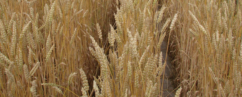 小麦除草剂有哪些 小麦田除草剂除草列表