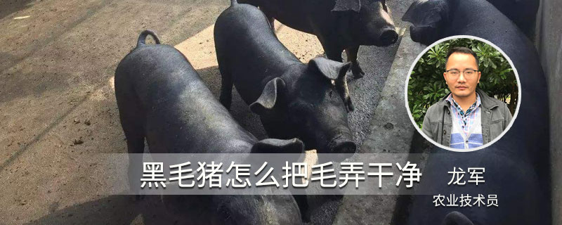 黑毛猪怎么把毛弄干净 黑毛猪怎么去毛