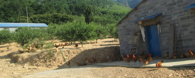 养鸡场能不能建在村庄 在村里建养鸡场合法吗