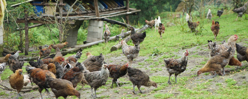 养鸡场有污染吗 养鸡有污染环境吗?