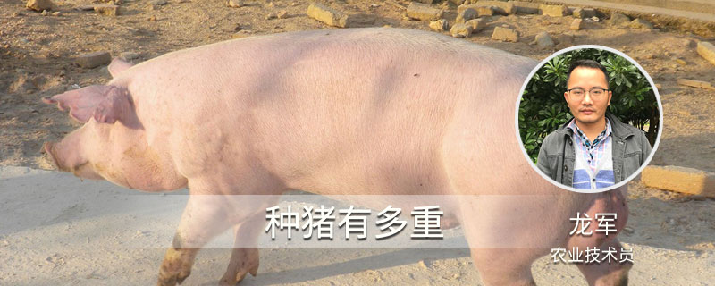 种猪有多重 种猪一般多重
