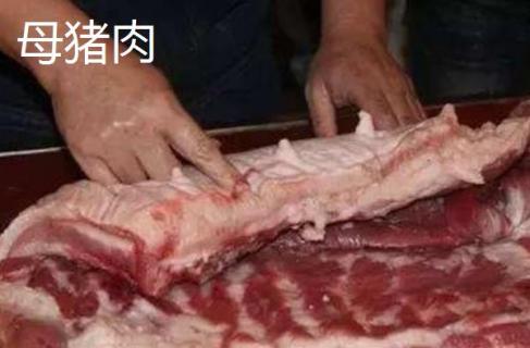 公猪肉和母猪肉的区别