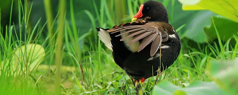 黑水鸡是几级保护动物 黑水鸡是几级保护动物黑
