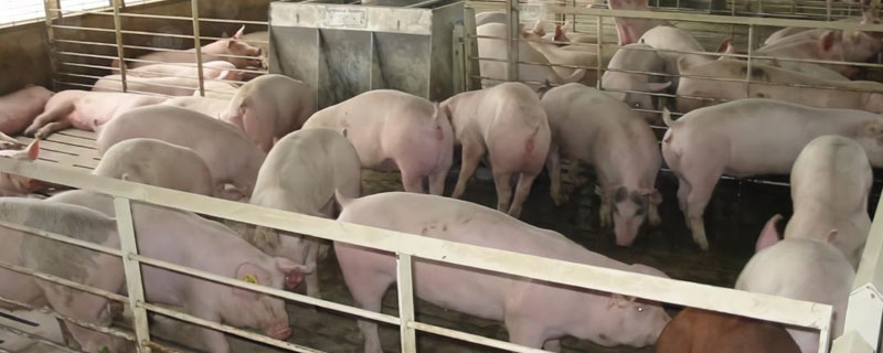 养猪教程（模拟农场17养猪教程）