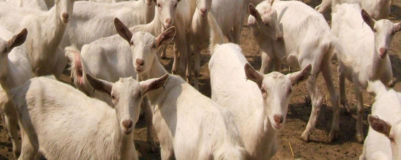 波尔羊的养殖方法和注意事项（波尔山羊怎样饲养和管理）