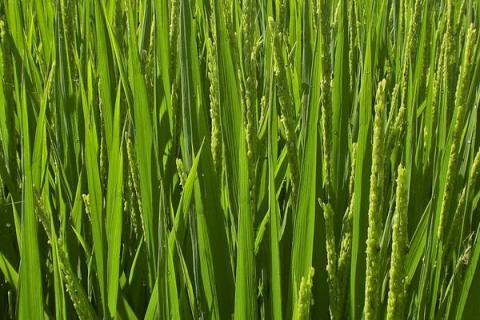 水稻除草剂种类