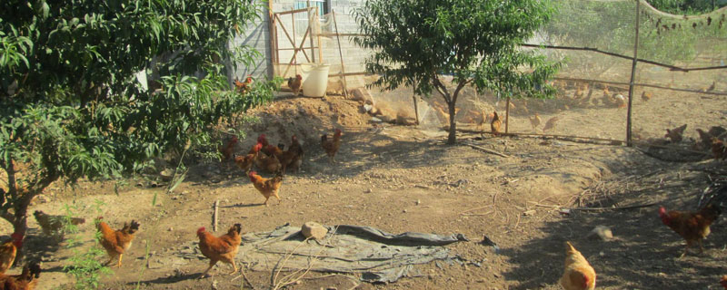 办养鸡场需要什么手续 养鸡场需要办理哪些手续