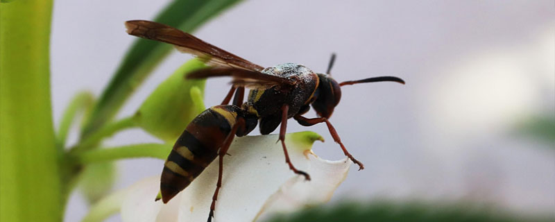 马蜂可以人工养殖吗 马蜂的人工养殖技术